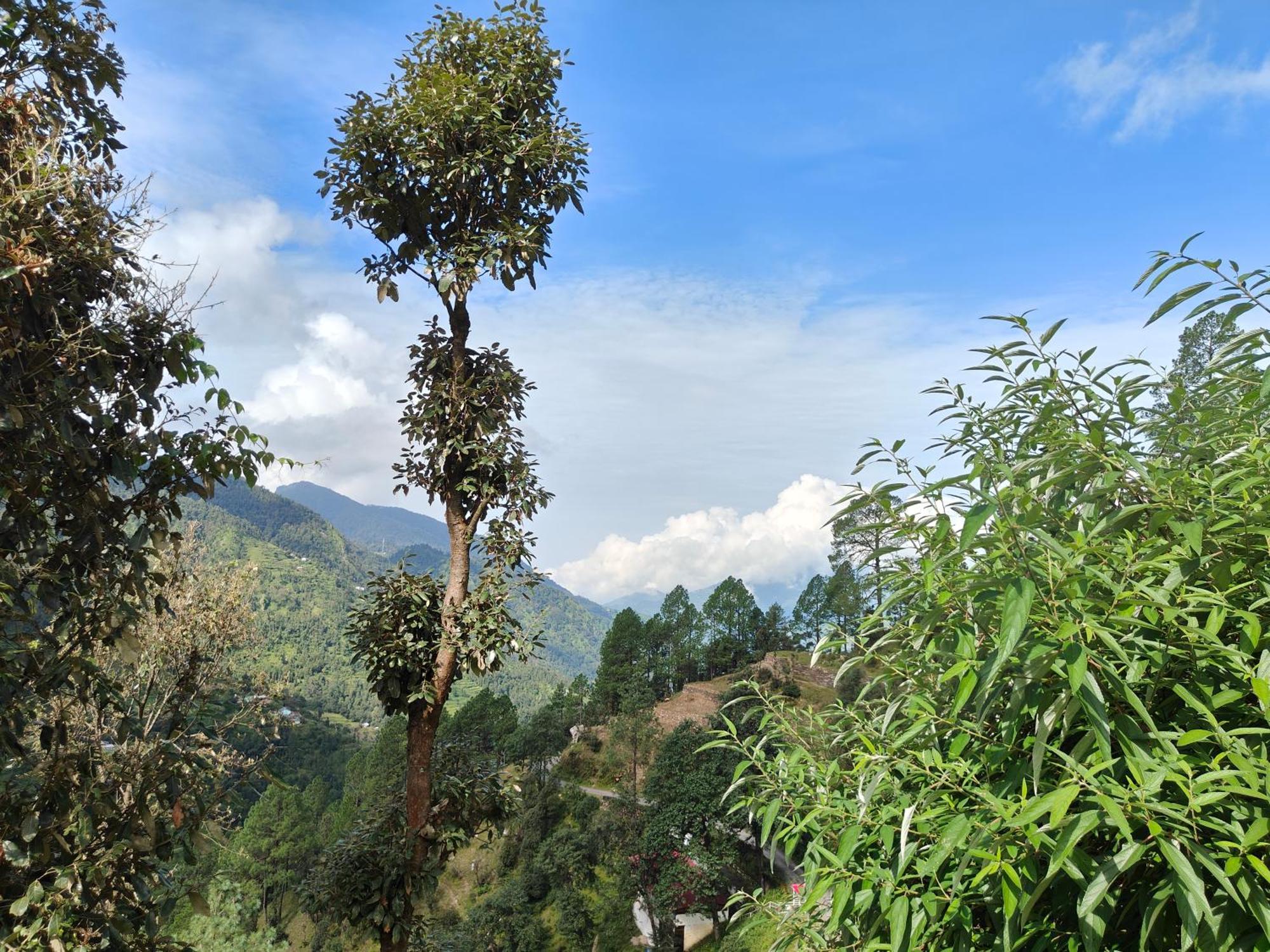 Himwanderer Camps & Cottages Pangot Nainital Eksteriør billede