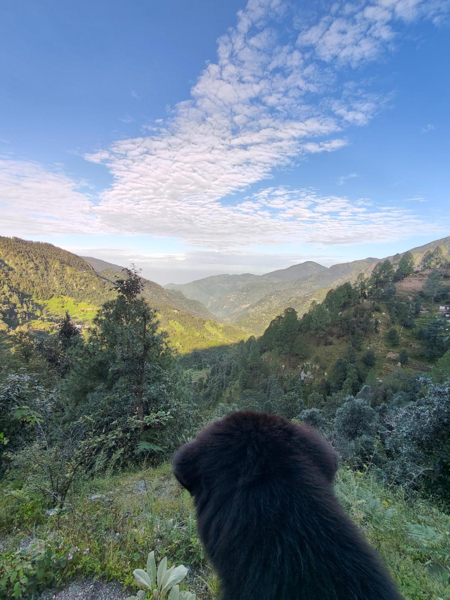 Himwanderer Camps & Cottages Pangot Nainital Eksteriør billede