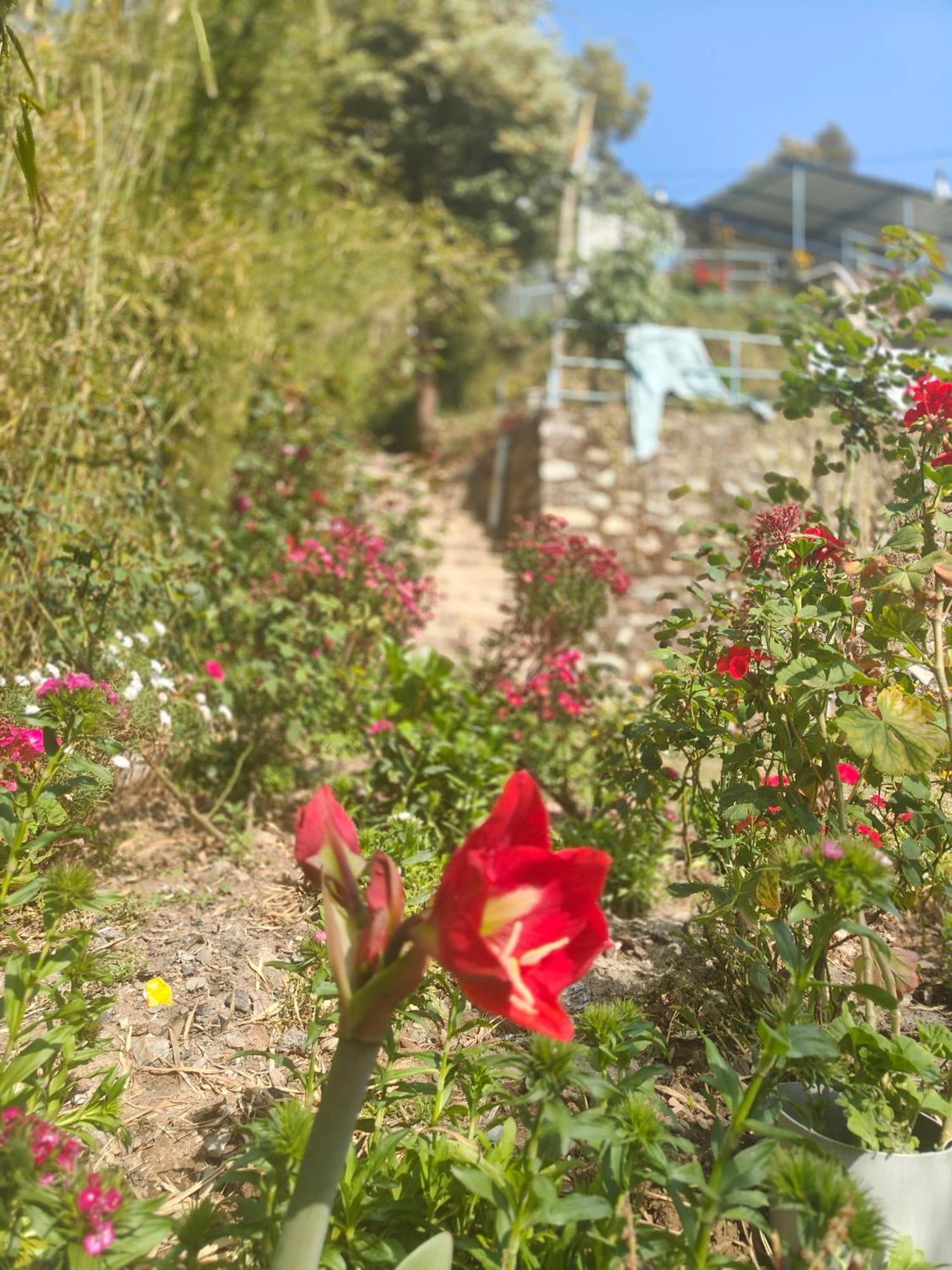 Himwanderer Camps & Cottages Pangot Nainital Eksteriør billede
